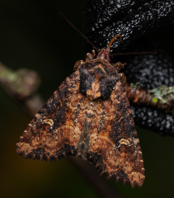 Mesapamea secalella/secalis