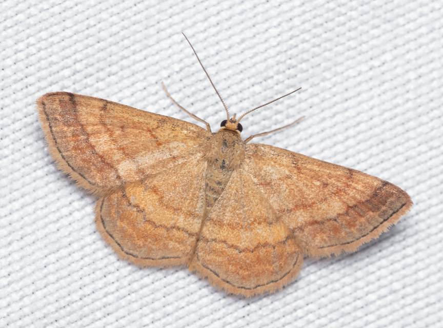 Scopula rubiginata - réti pirosaraszoló