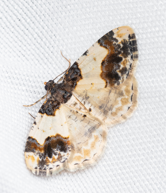 Ligdia adustata - barna levélaraszoló