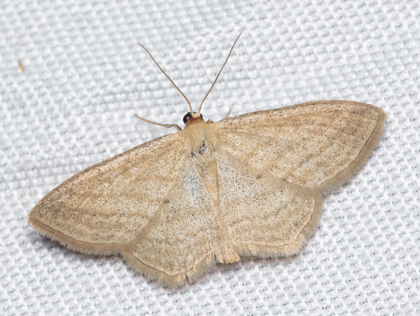 Scopula virgulata - vesszős sávosaraszoló