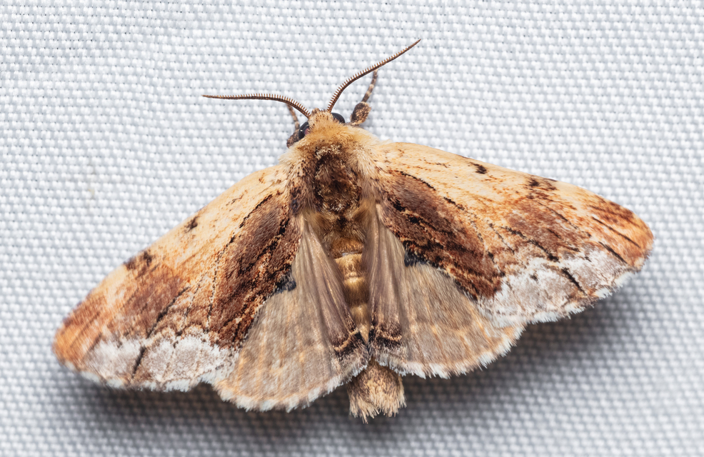 Ptilodon cucullina - csuklyás púposszövő