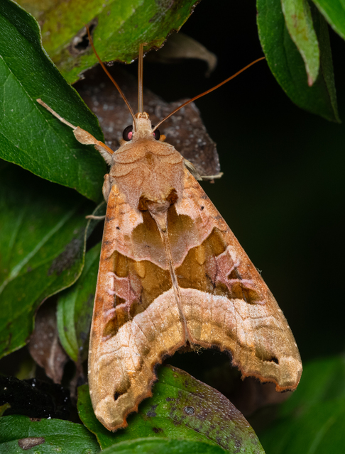 Phlogophora meticulosa - vándorló csipkésbagoly