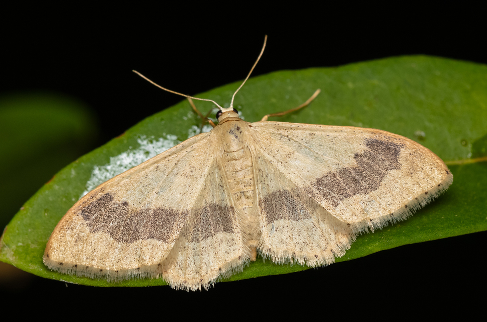 Idaea aversata - nagy sávosaraszoló