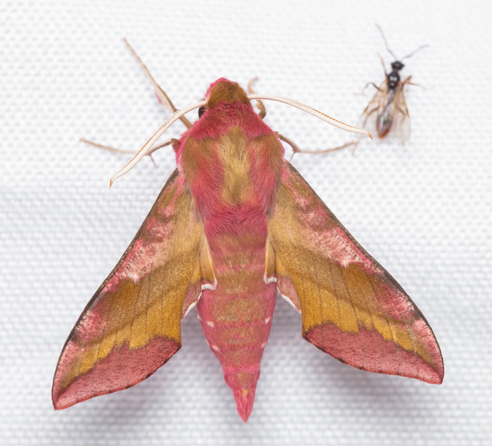 Deilephila porcellus - piros szender