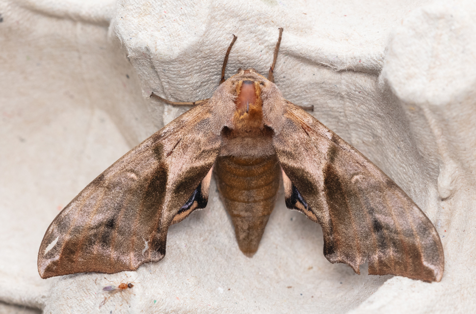 Smerinthus ocellatus - esti pávaszem
