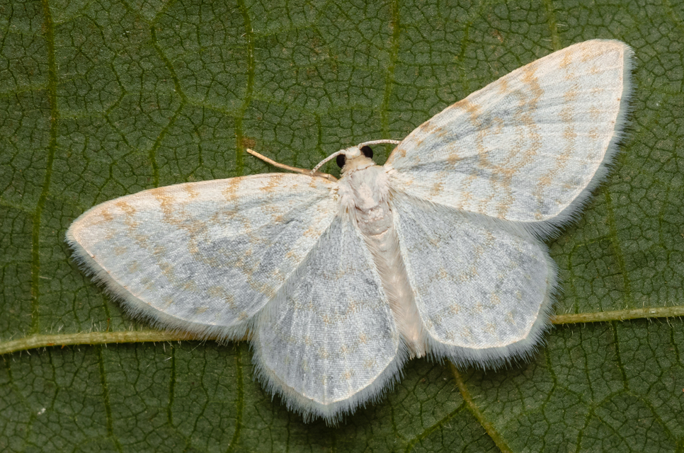 Asthena albulata - gyertyán-fehéraraszoló