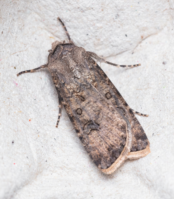 Agrotis segetum - vetési földibagoly