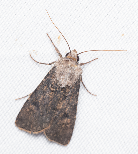 Agrotis segetum - vetési földibagoly