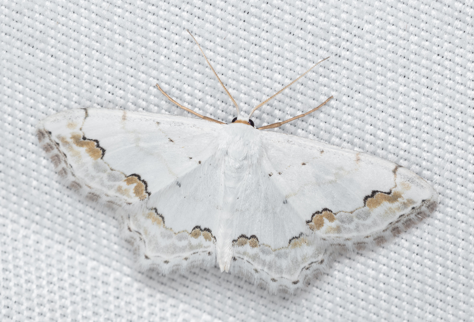 Scopula ornata - díszes fehéraraszoló