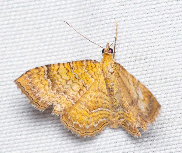Camptogramma bilineata - kétvonalas sávosaraszoló