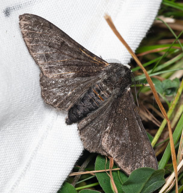 Biston betularia - szürkepettyes araszoló