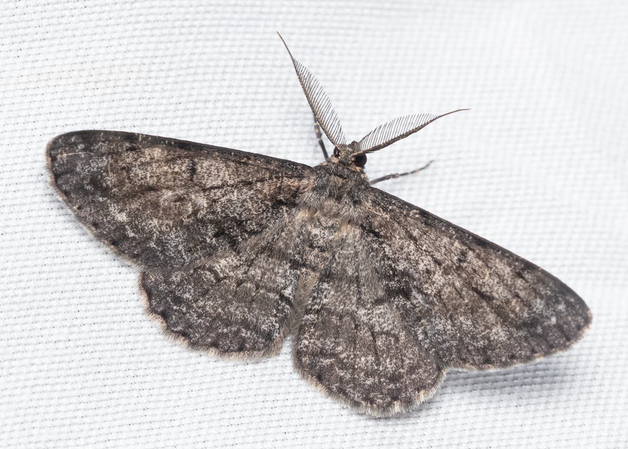 Hypomecis roboraria - nagy tölgyfaaraszoló