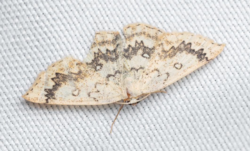 Cyclophora annularia - gyűrűs pettyesaraszoló