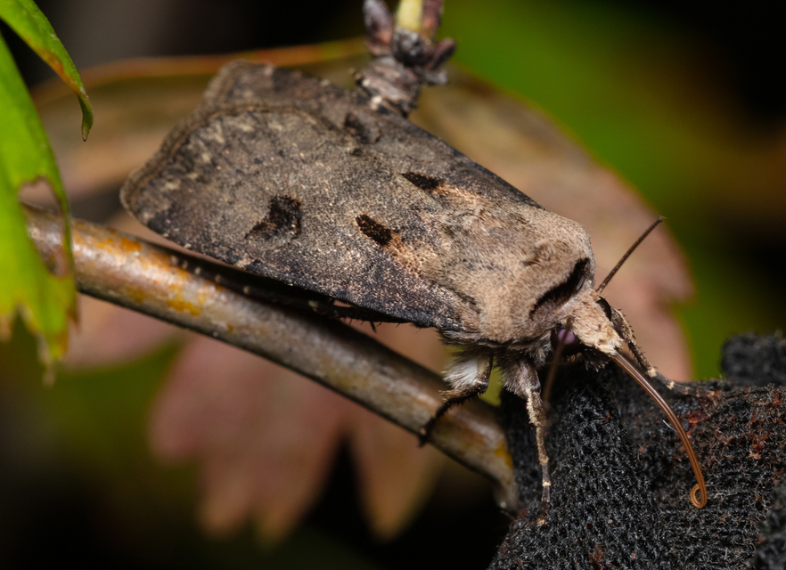 Agrotis exclamationis - felkiáltójeles földibagoly