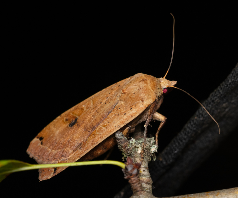 Noctua pronuba - nagy sárgafűbagoly