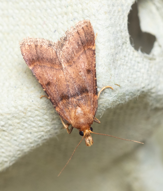 Stemmatophora brunnealis - barna fényilonca