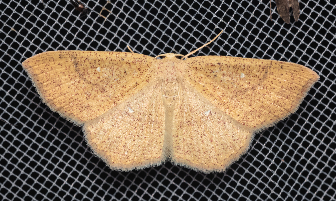 Cyclophora ruficiliaria - vörösrojtú pettyesaraszoló