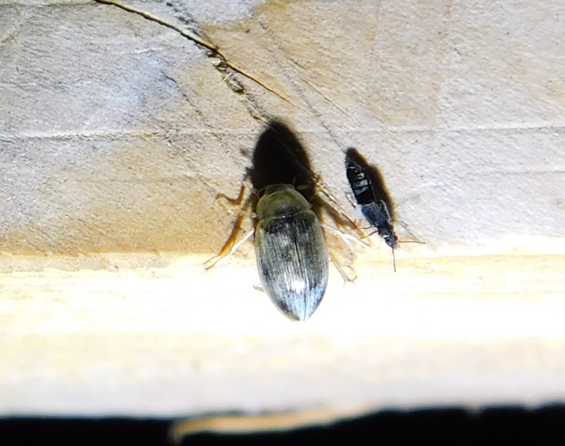 Berosus spinosus - széki szemescsibor Berosus spinosus - széki szemescsibor