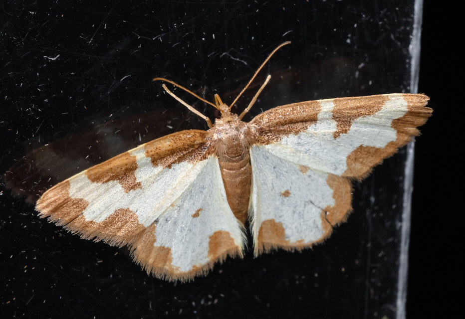 Lomaspilis marginata - szegélyes nyárfaaraszoló