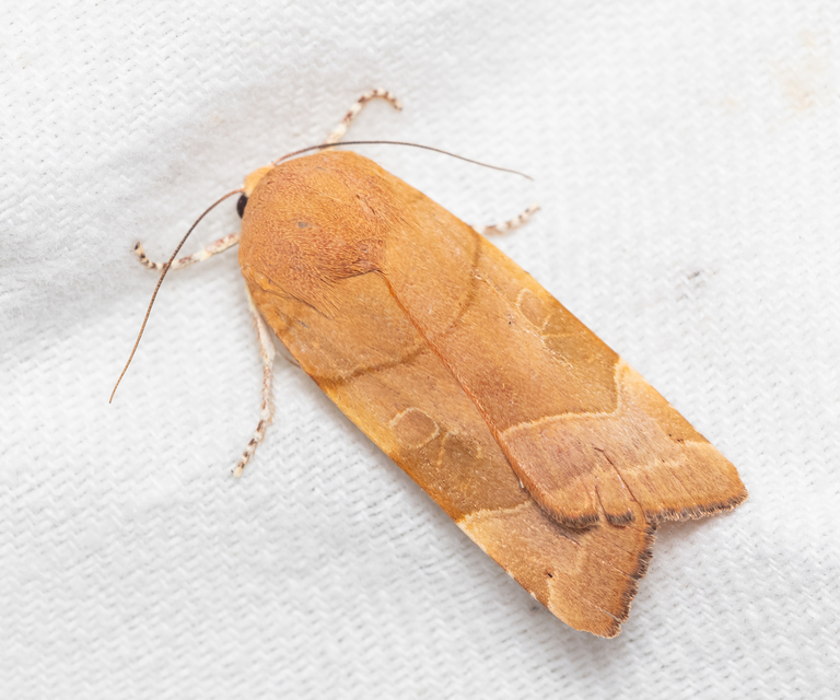 Noctua fimbriata - szélessávú sárgafűbagoly