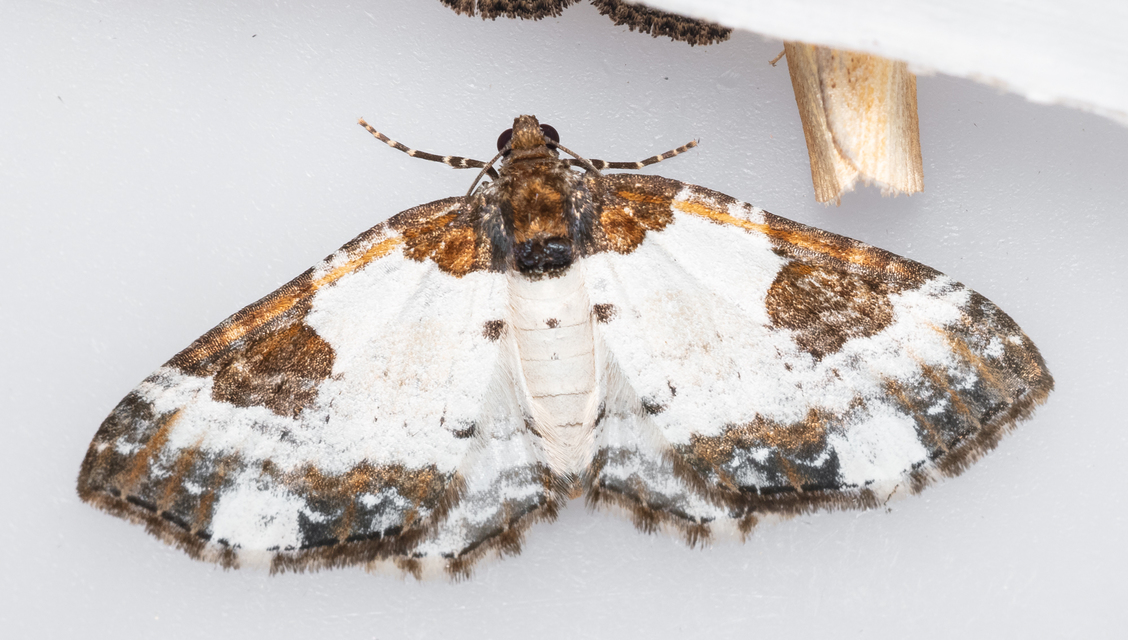 Melanthia procellata - hullámos tarkaaraszoló
