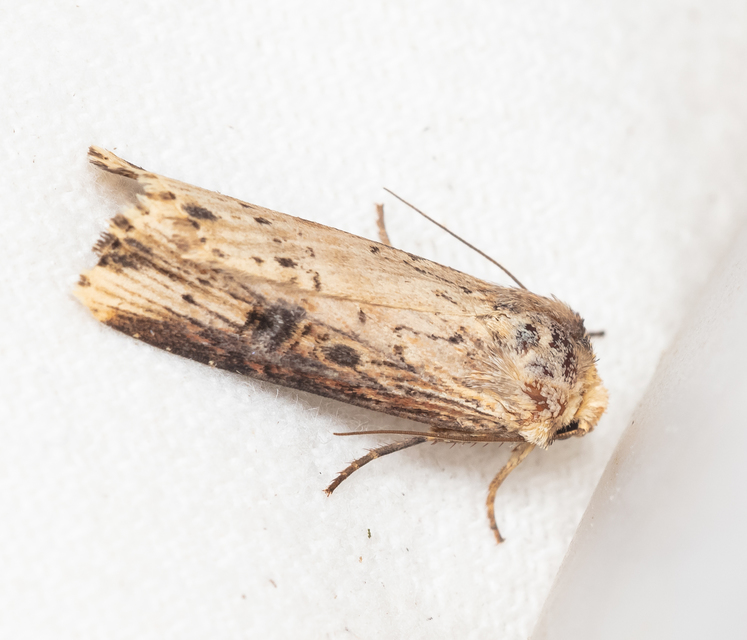 Axylia putris - vonalkás földibagoly