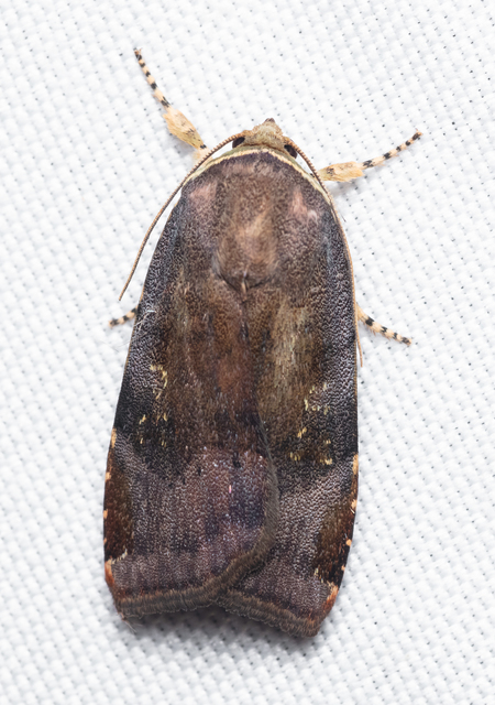 Noctua janthe/janthina