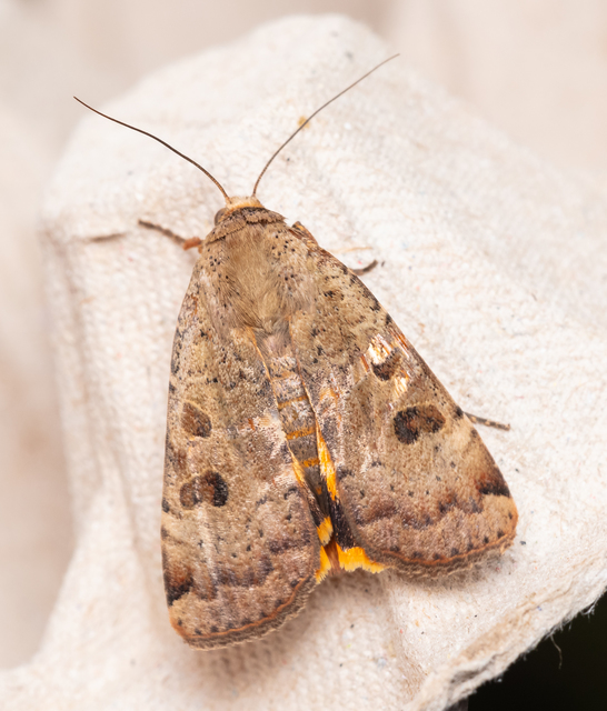Noctua interposita - köztes sárgafűbagoly