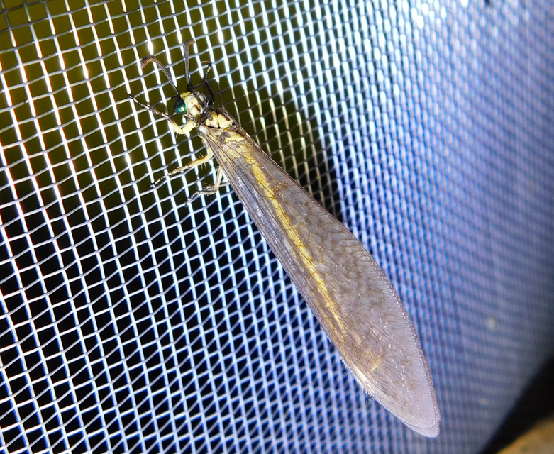 Myrmecaelurus trigrammus - hangyafarkas