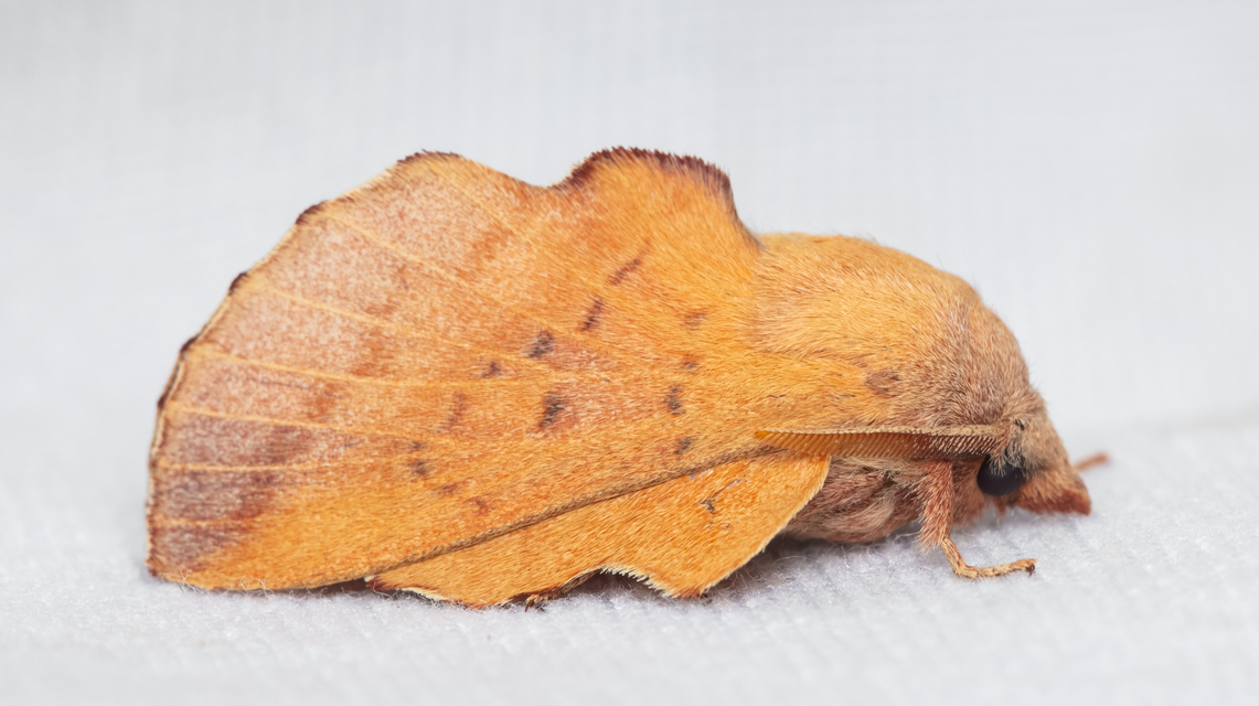 Phyllodesma tremulifolia - nyárlevélpohók