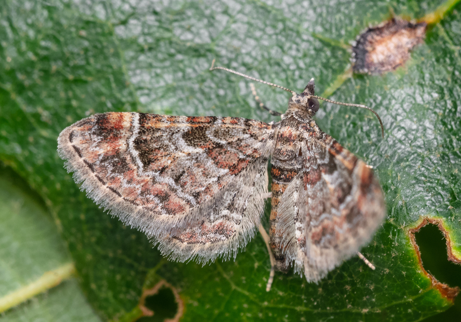 Gymnoscelis rufifasciata - vöröscsíkos törpearaszoló