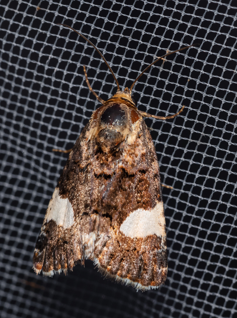Tyta luctuosa - fekete nappalibagoly