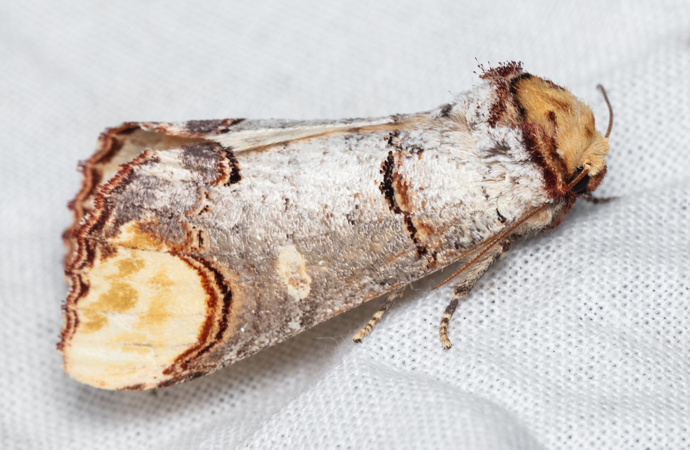 Phalera bucephala - sárgafoltos púposszövő