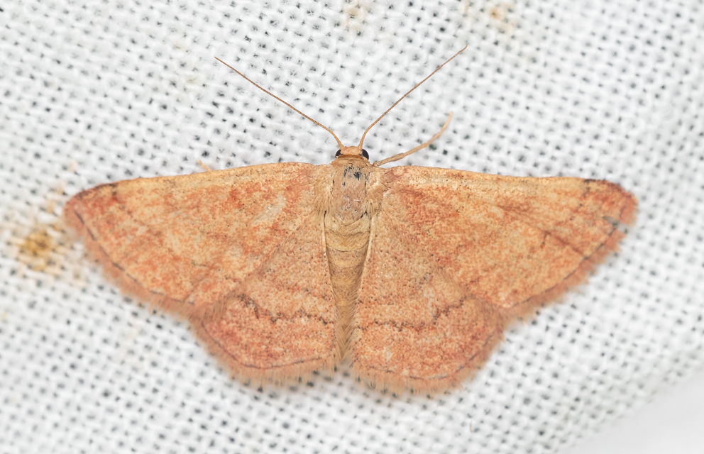 Scopula rubiginata - réti pirosaraszoló