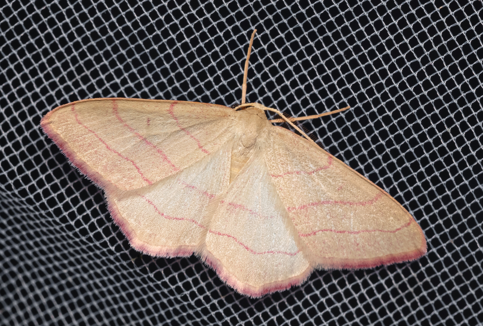 Rhodostrophia vibicaria - pirosszélű araszoló