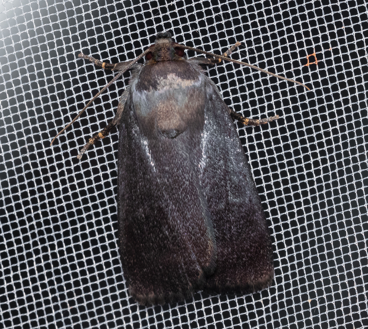Amphipyra livida - zsírfényű bagoly