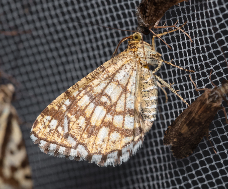Chiasmia clathrata - rácsos rétiaraszoló