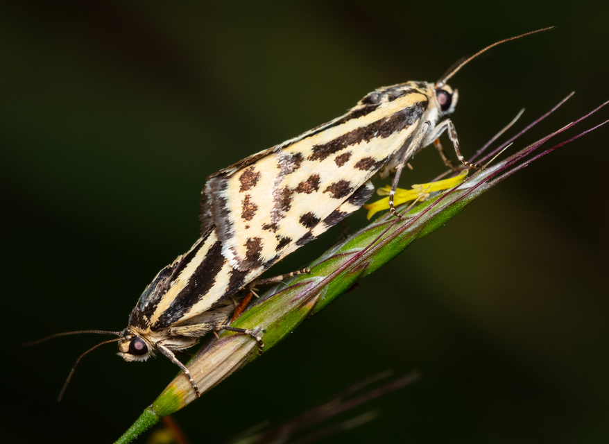 Emmelia trabealis - zebrabagoly