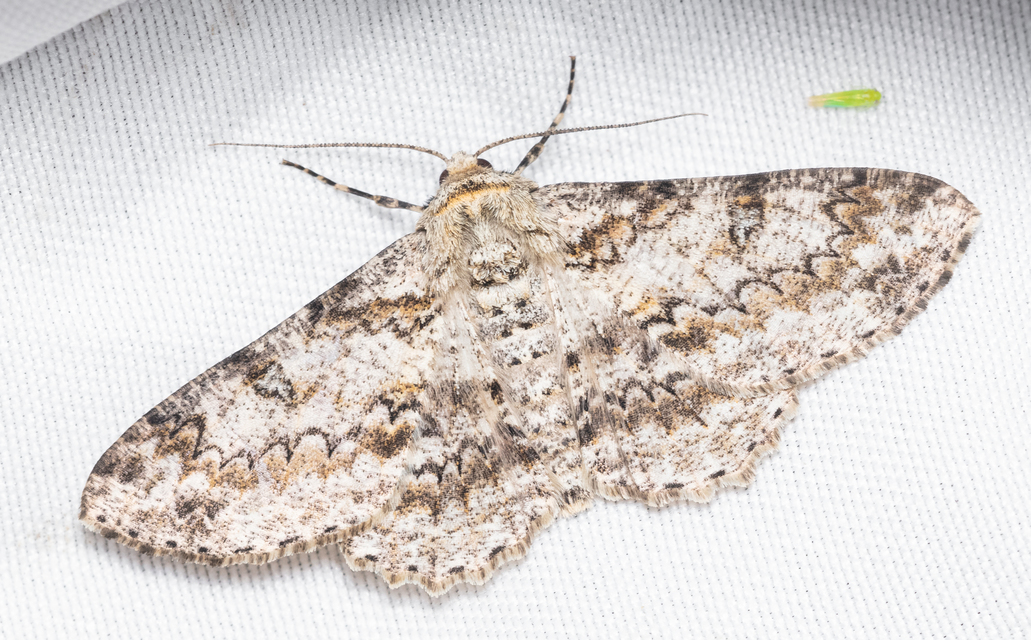 Ascotis selenaria - holdas faaraszoló