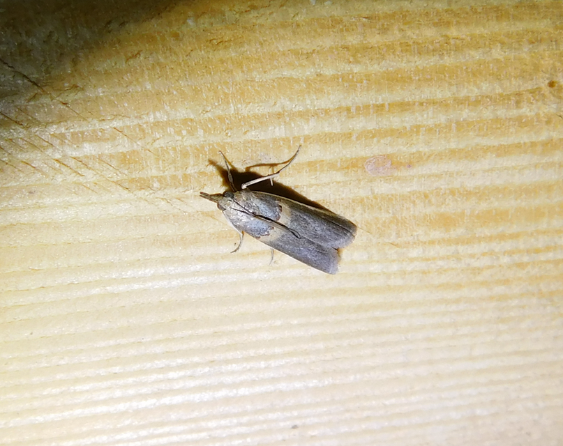 Etiella zinckenella - akácmoly