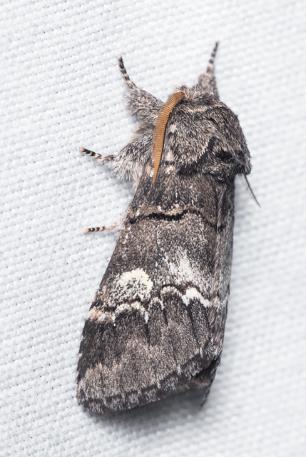 Drymonia querna - tölgyfa-púposszövő