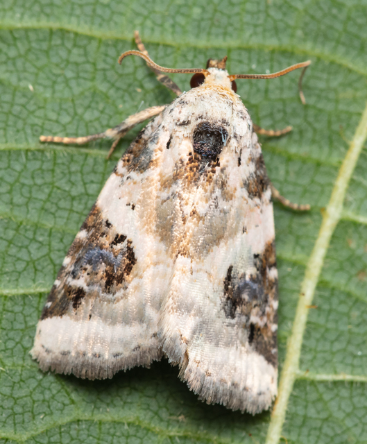 Pseudeustrotia candidula - fehéres apróbagoly