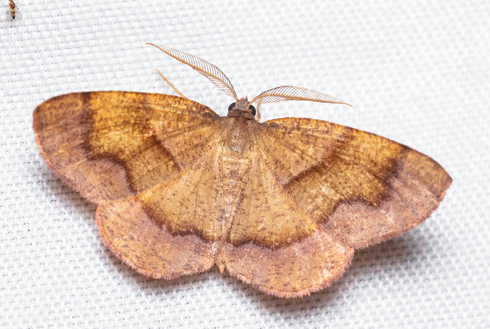 Plagodis pulveraria - szemcsés araszoló