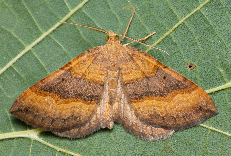 Scotopteryx chenopodiata - libatop-araszoló