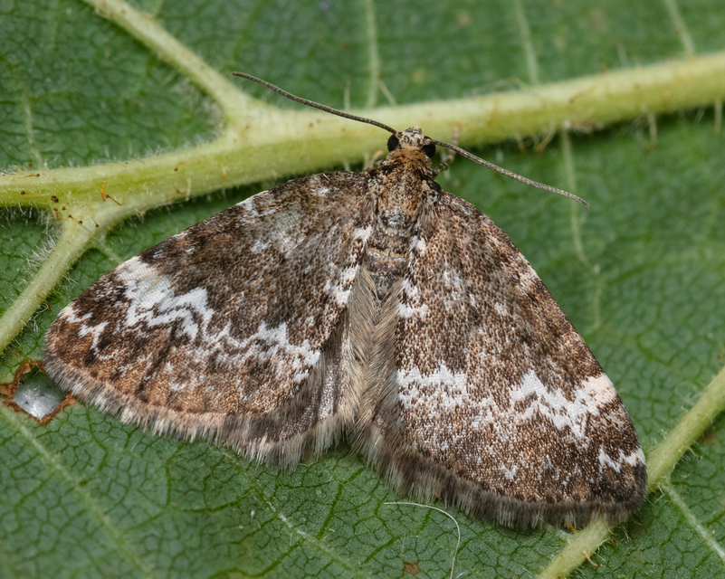 Perizoma alchemillata - árvacsalán-araszoló