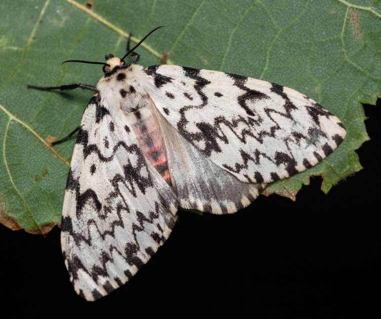 Lymantria monacha - apácalepke