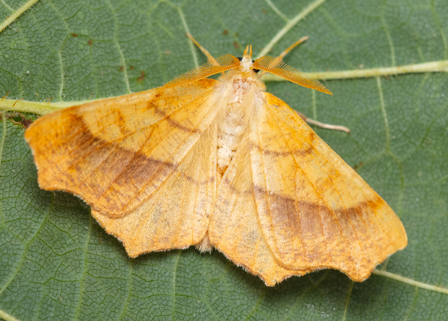 Ennomos quercinaria - tölgyfa-levélaraszoló