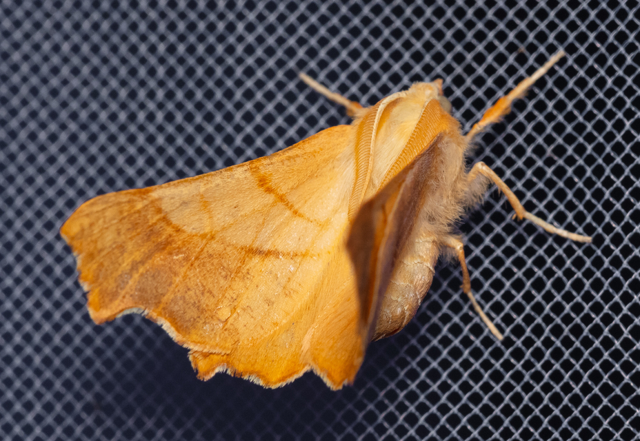 Ennomos fuscantaria - kőris-levélaraszoló