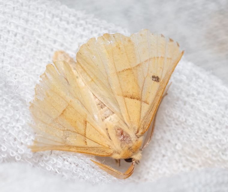 Crocallis elinguaria - sárga sávosaraszoló