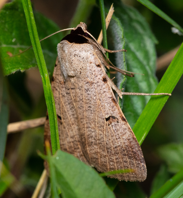 Lygephila craccae - gyakori csüdfűbagoly